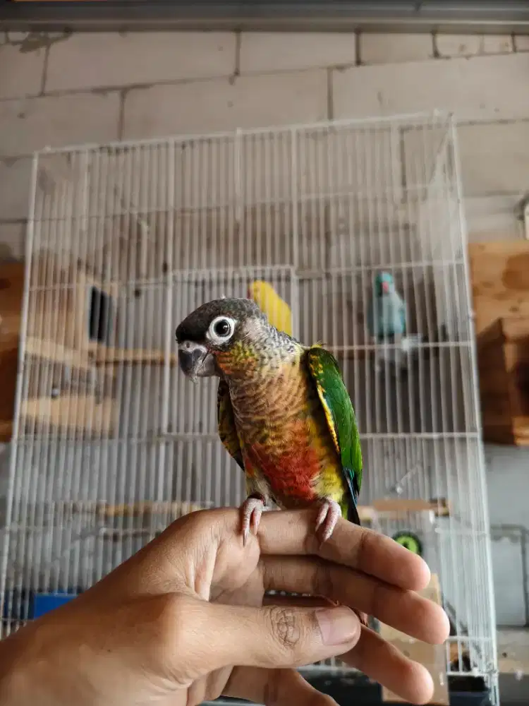 Yellow side conure jinak