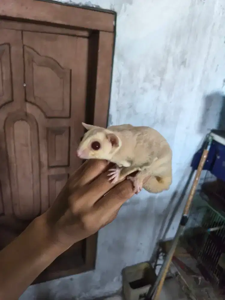Joey Sugar Glider Creamino