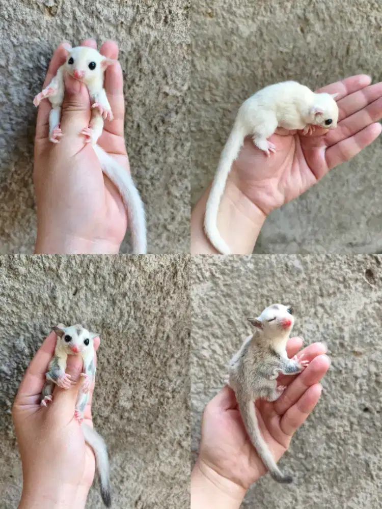 Joey Sugar Glider