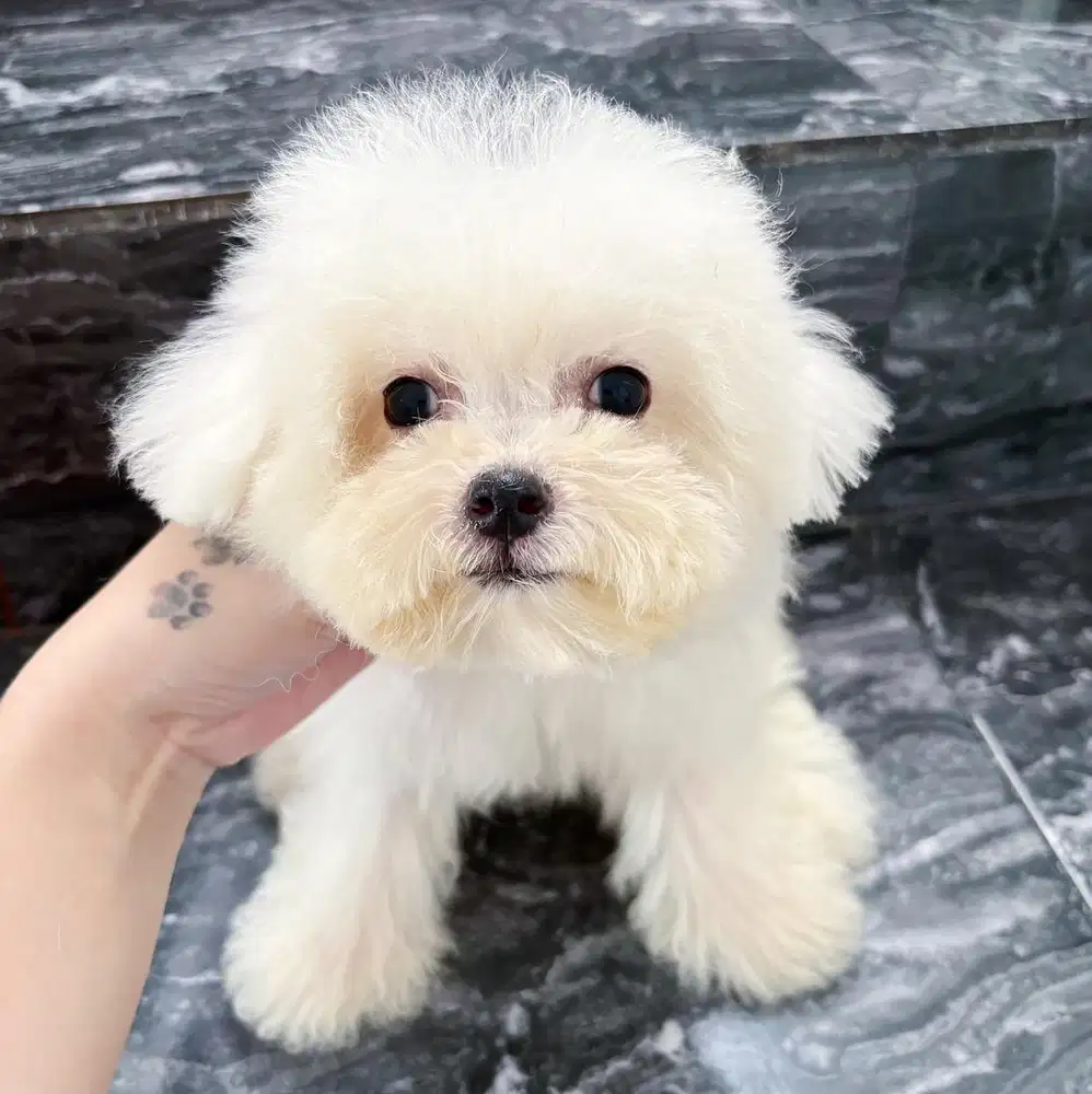 Jual bichon female