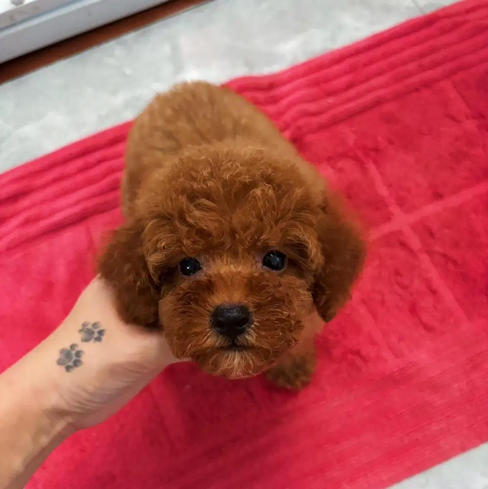 Poodle red murah