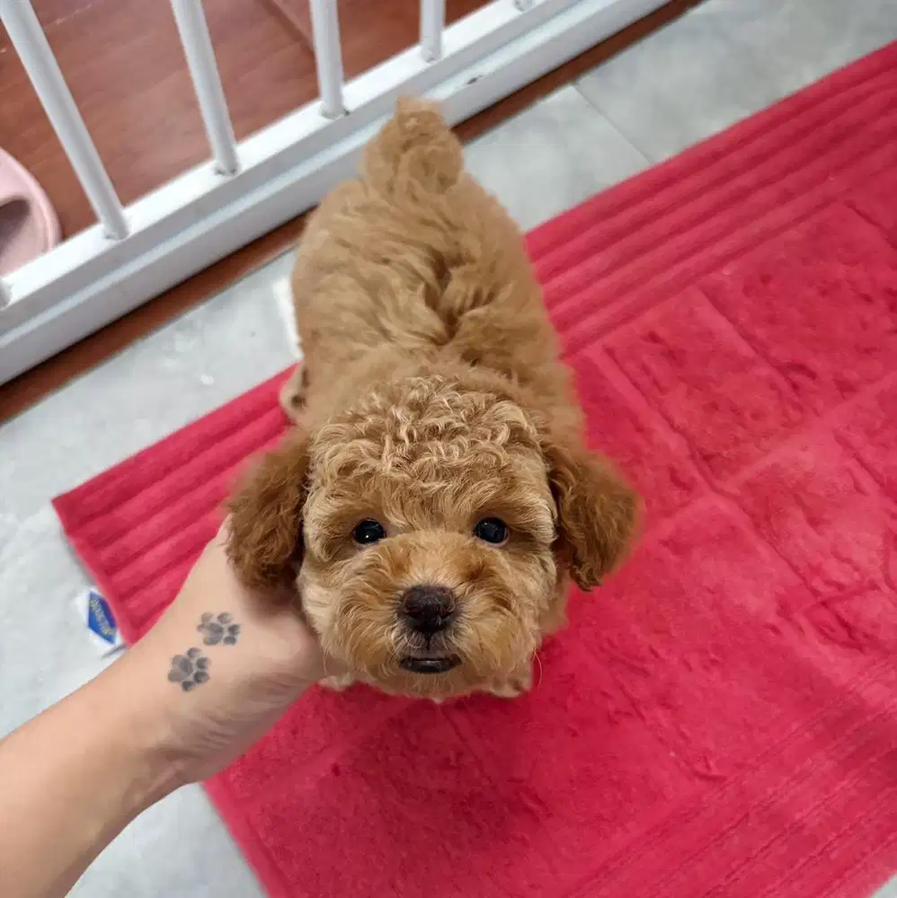 Apricot poodle murah