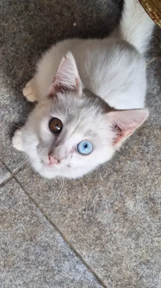 Kucing odd eyes (A)