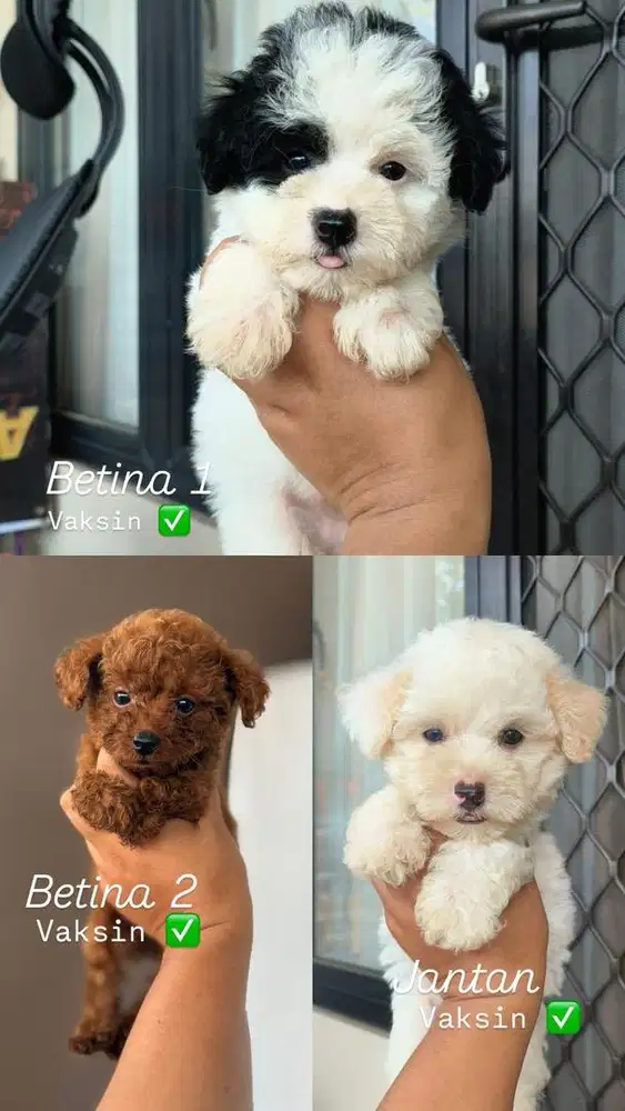 Anak Anjing Poodle