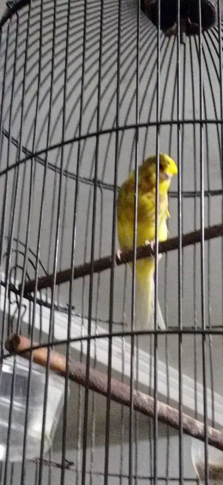 Burung kenari F1 Rasmi