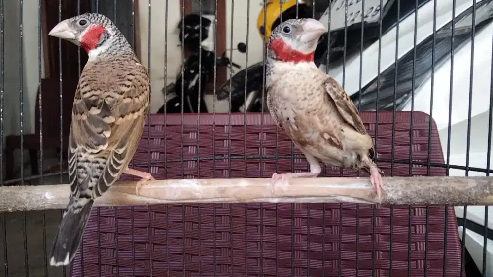 Finch cutthroat burung hias udh lokal ternakan