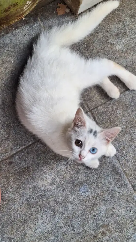 Kucing odd eyes (B)