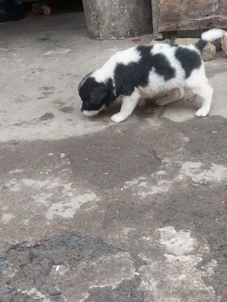 Anak anjing kampung model kate (kaki pendek) usia 2 bln
