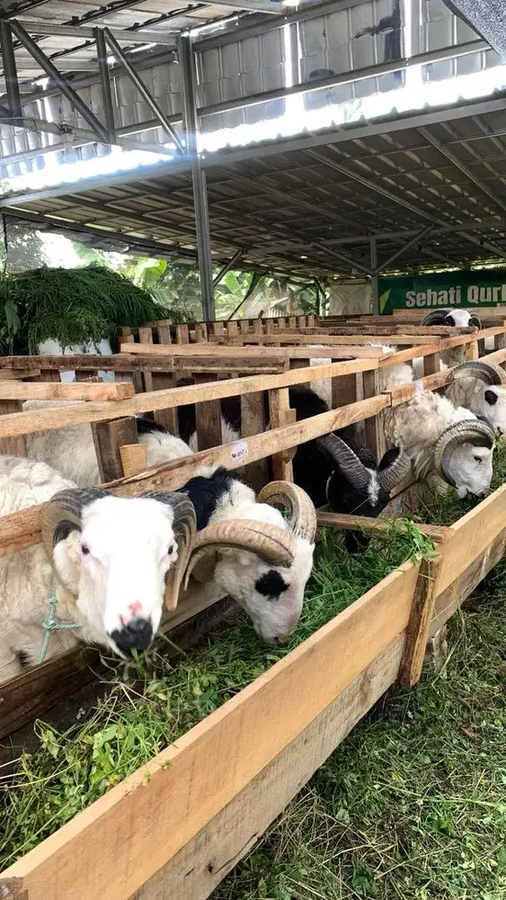 domba qurban murah meriah
