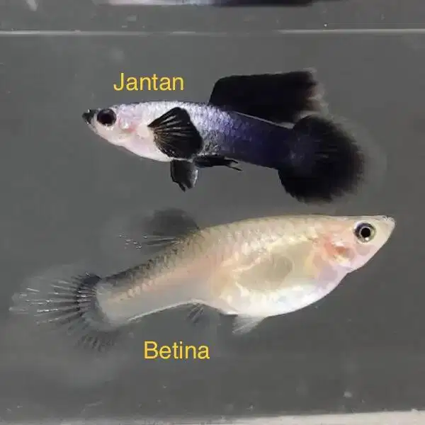 Guppy panda mini