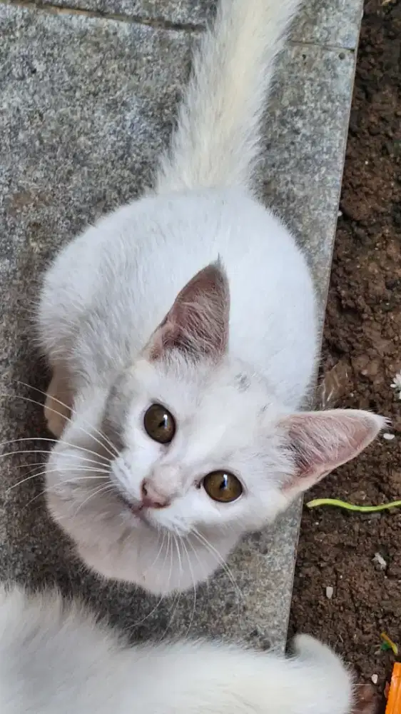 Kucing anakan mix odd eyes