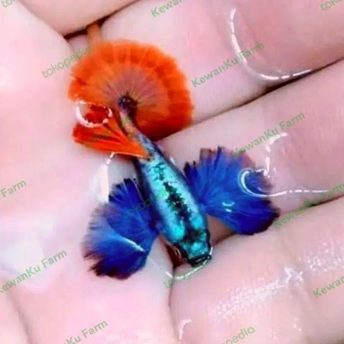 Guppy PRTDE TOP