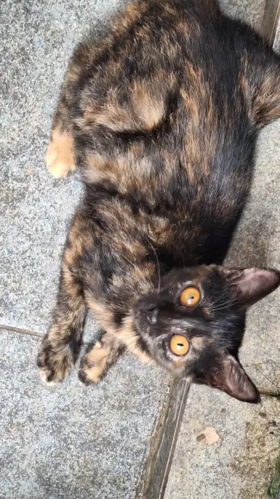Kucing anakan odd eyes