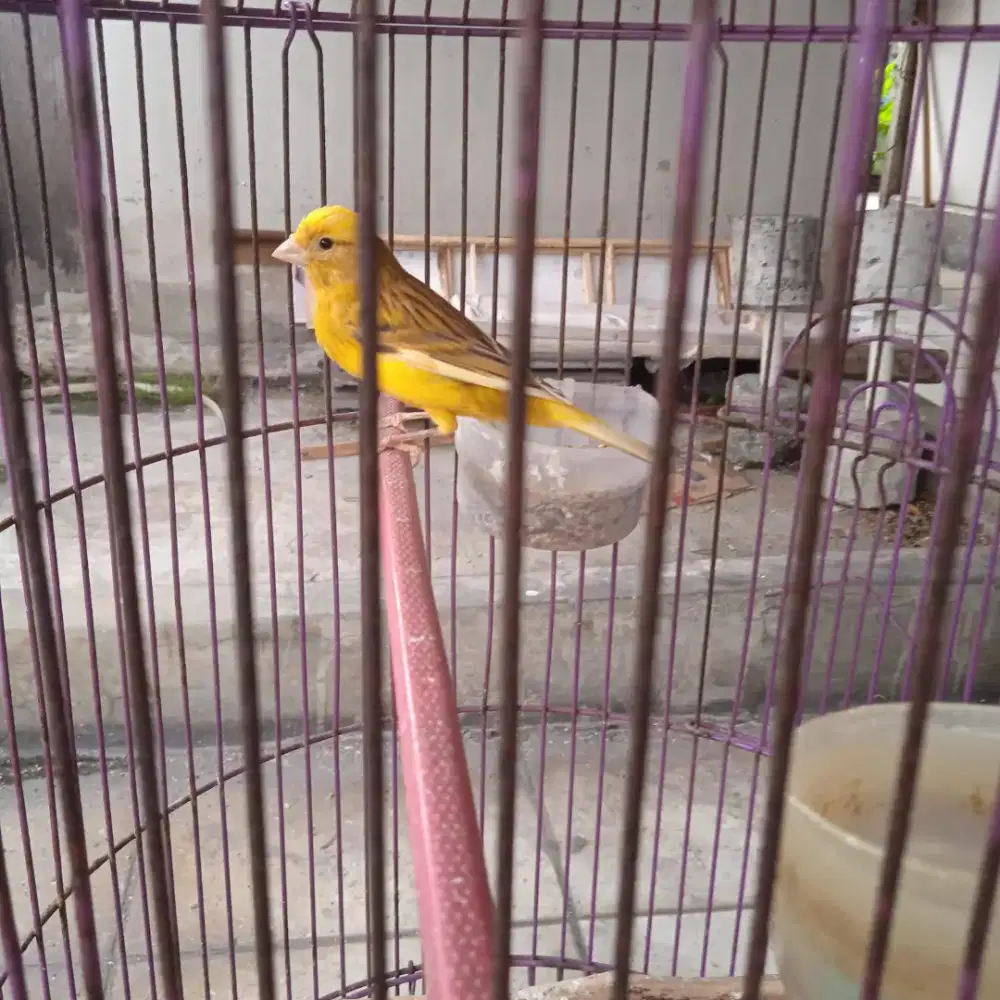 Kenari paud ngeriwik
