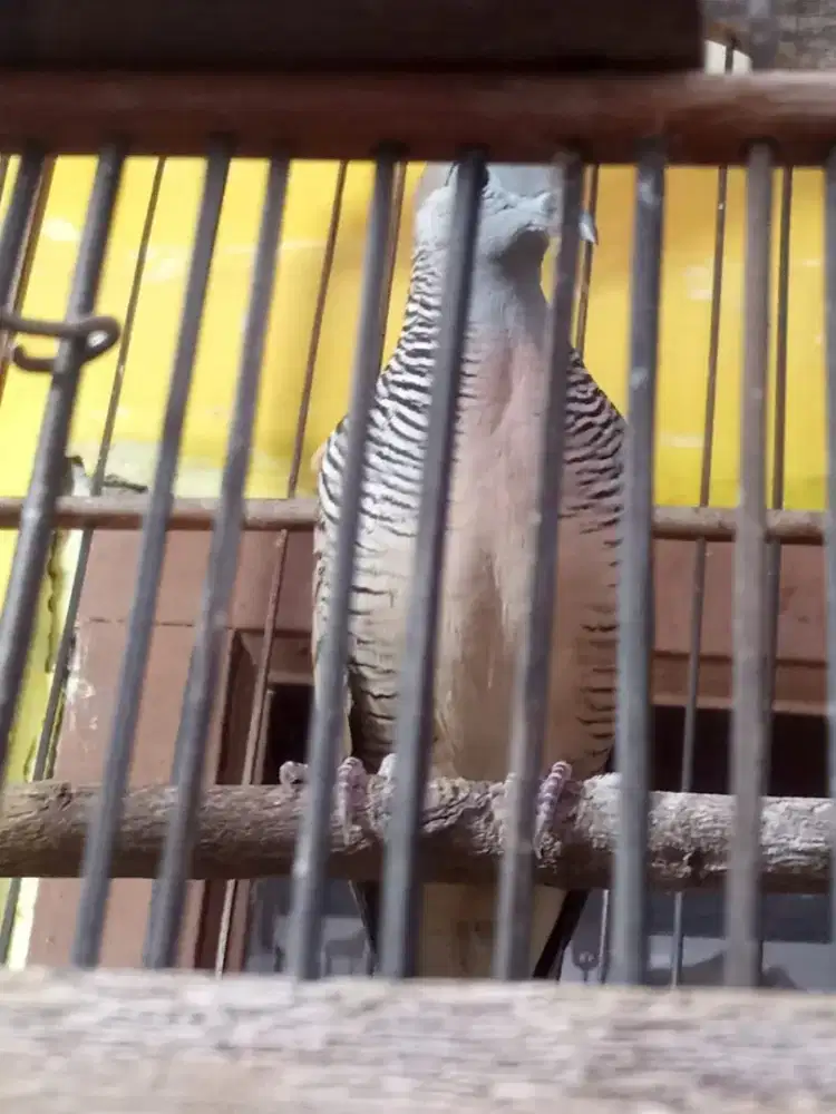 Burung Perkutut Lokal Alam Banyu mili