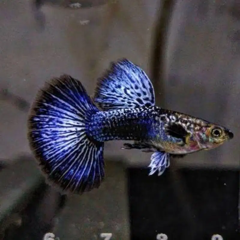 Guppy red /blue dragon