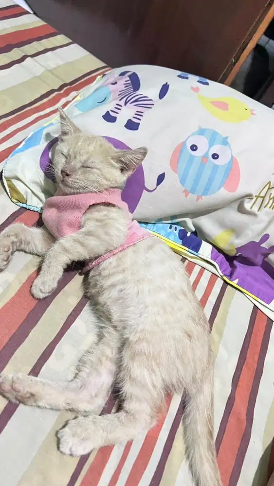 Jual kitten bsh np