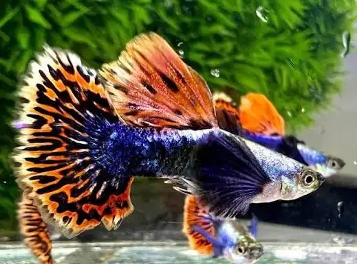 Guppy red mosaik mozaik big ear