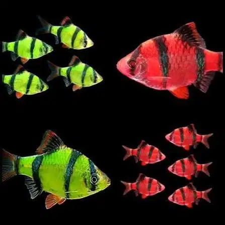 Tiger barb neon, sumatera tiger glow