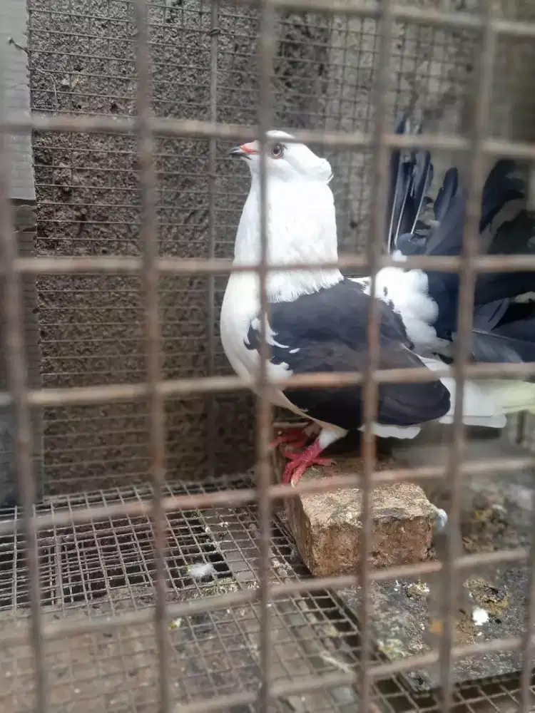 Merpati Hias ketekan tangan