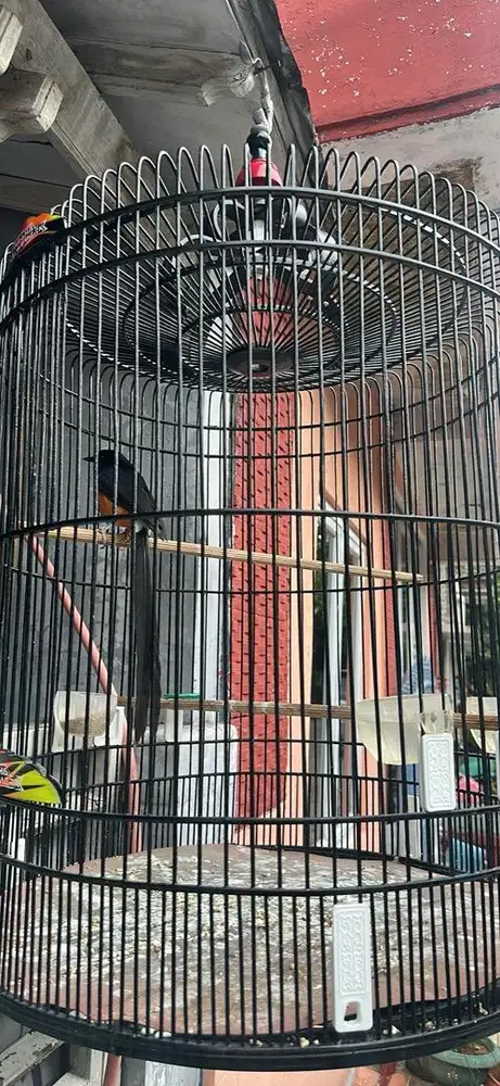 Murai batu ekor 20
