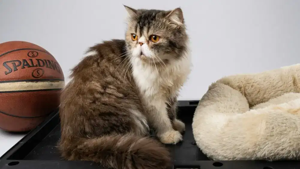 Kucing Peaknose Exotic