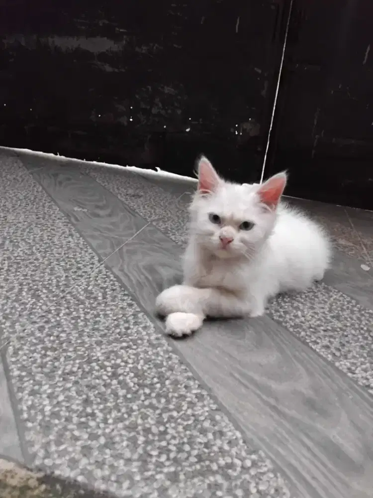 Lepas adop kucing jantan persia