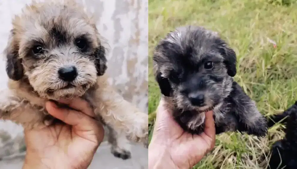 Anak Anjing Poodle