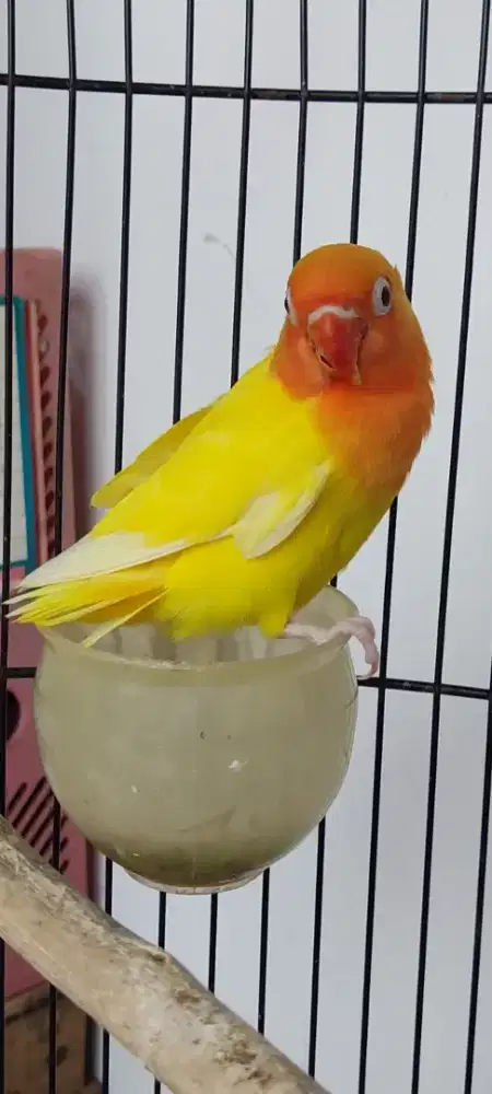 Lutino Mata Merah