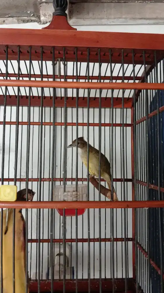 Cucak jenggot jawa gacor jinak