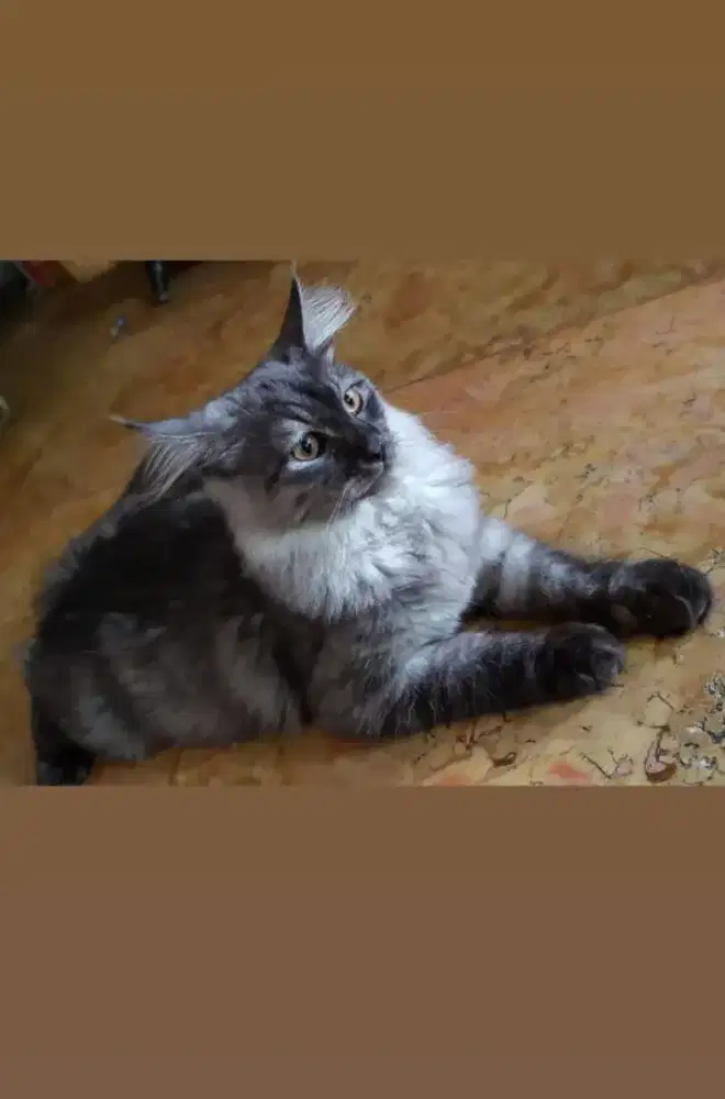 Kucing Mainkun Pure Jangan Jago Kawin