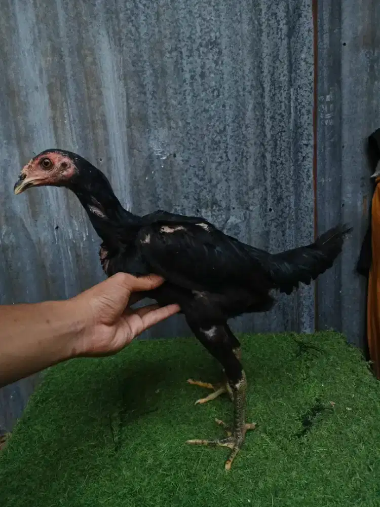 Ayam pakhoy x mangon