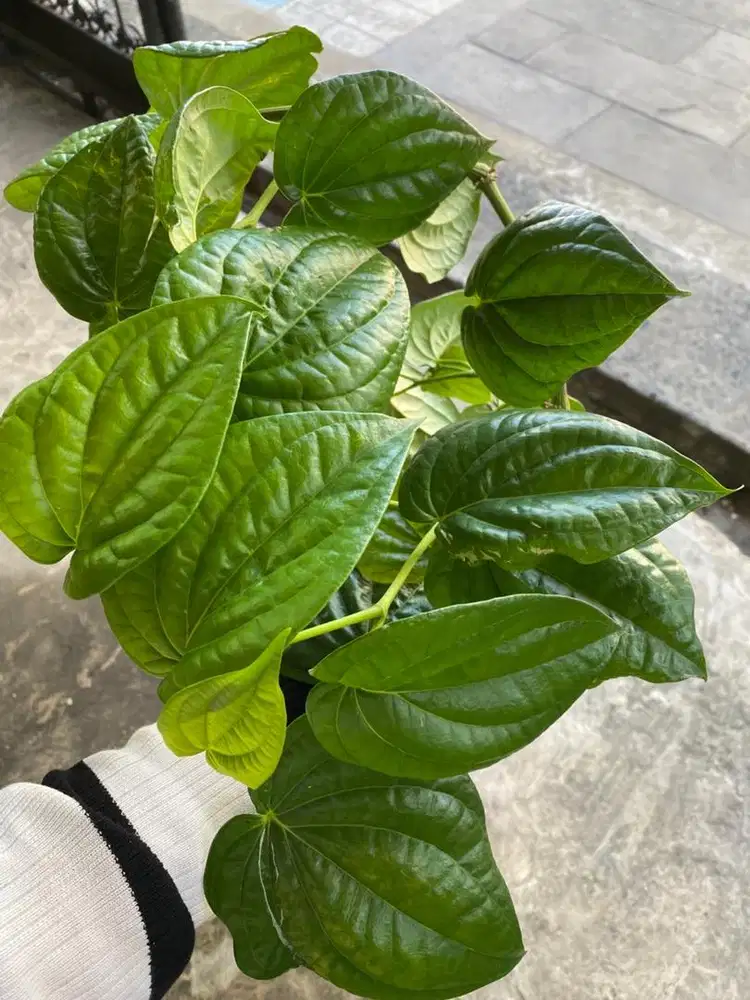 Daun sirih hijau