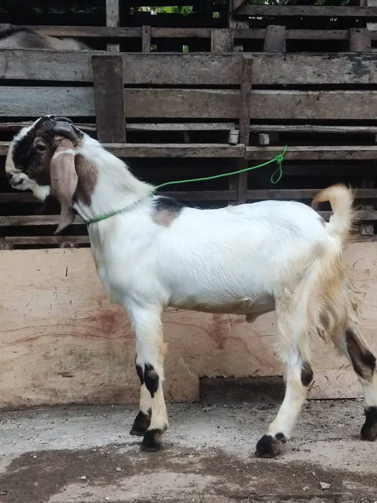 Lapak kambing Qurban dan Aqiqah