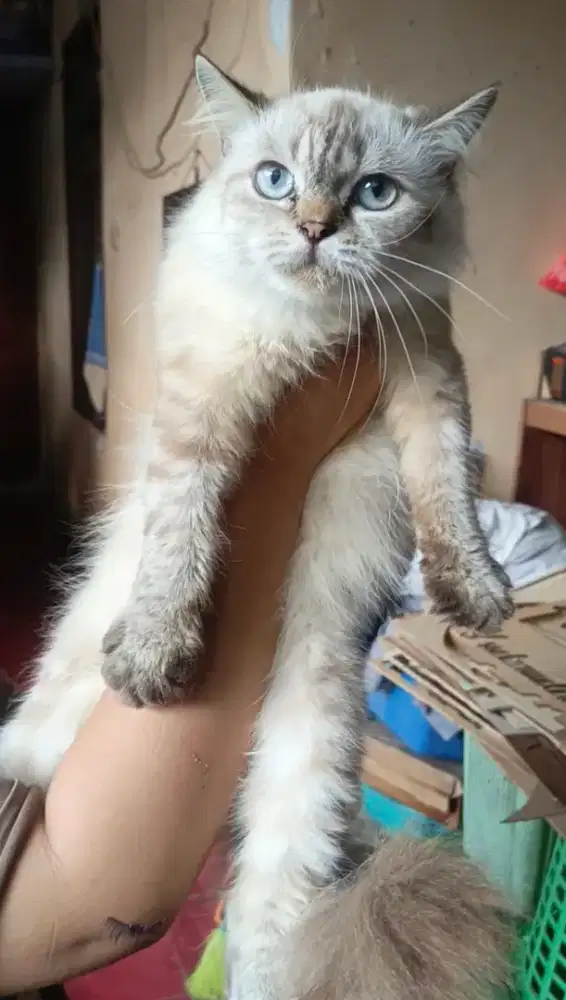 Kucing Midol betina 9 bulan up