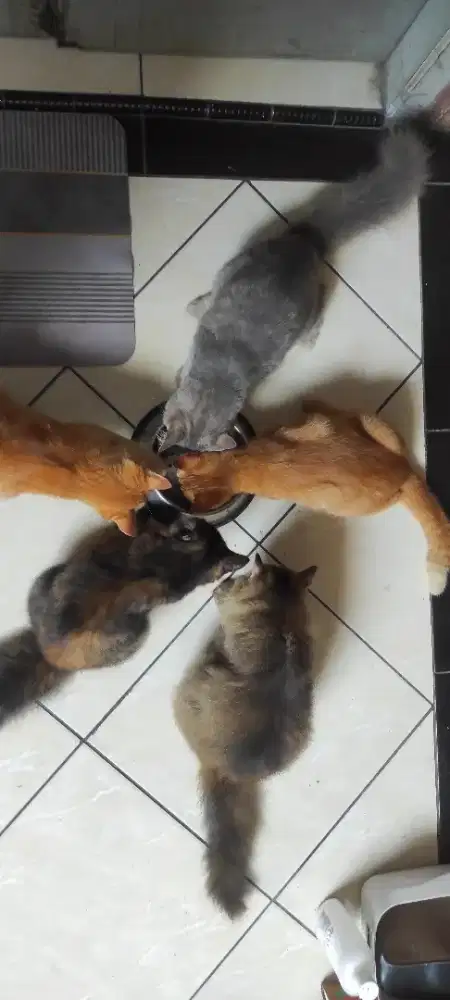 Kucing  Mixdom Betina