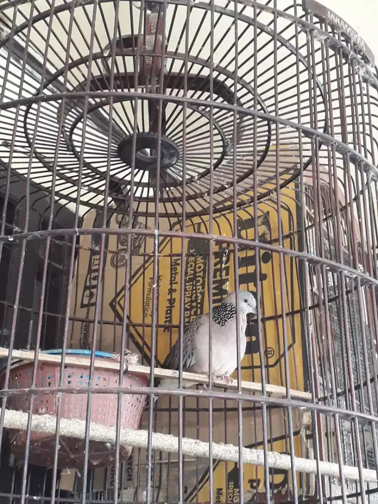 Dijual burung tekukur jantan rajin bunyi