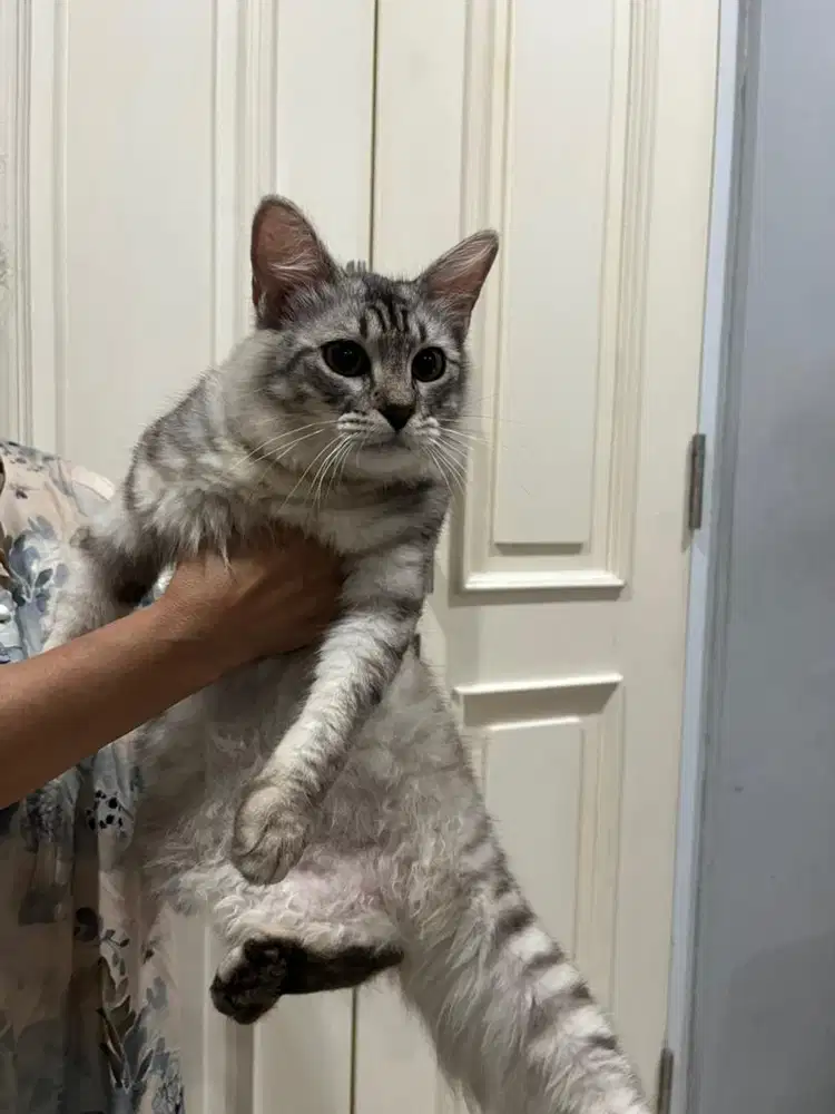 Kucing persia jantan