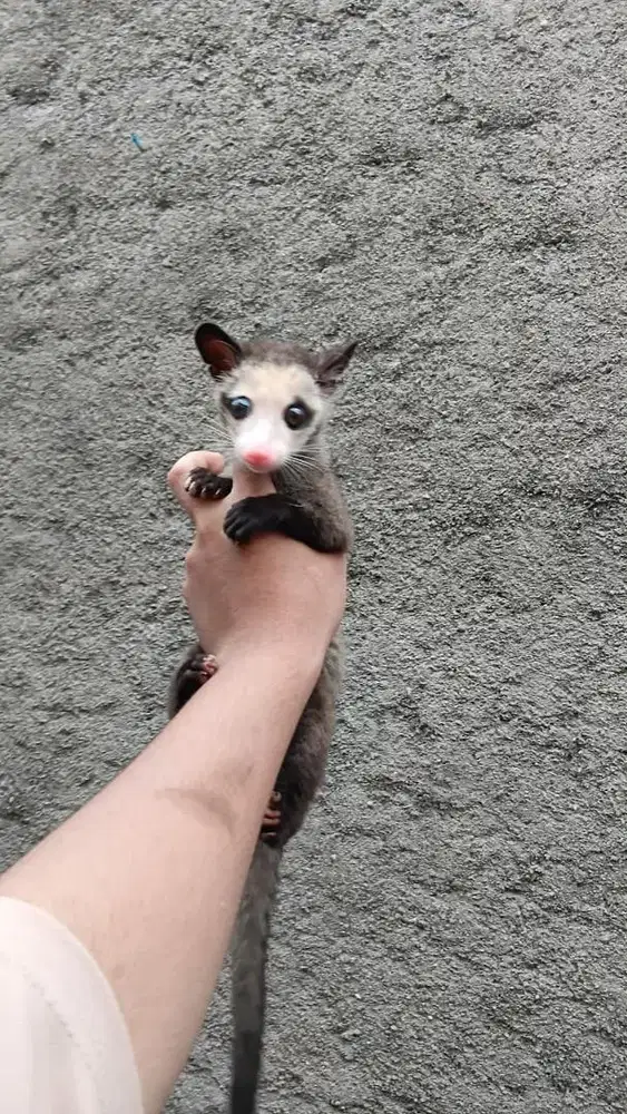 Musang Mozaik Baby