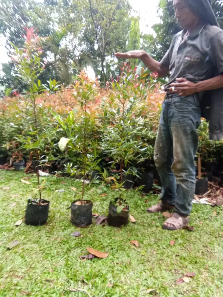 pucuk merah tinggi 1 meter