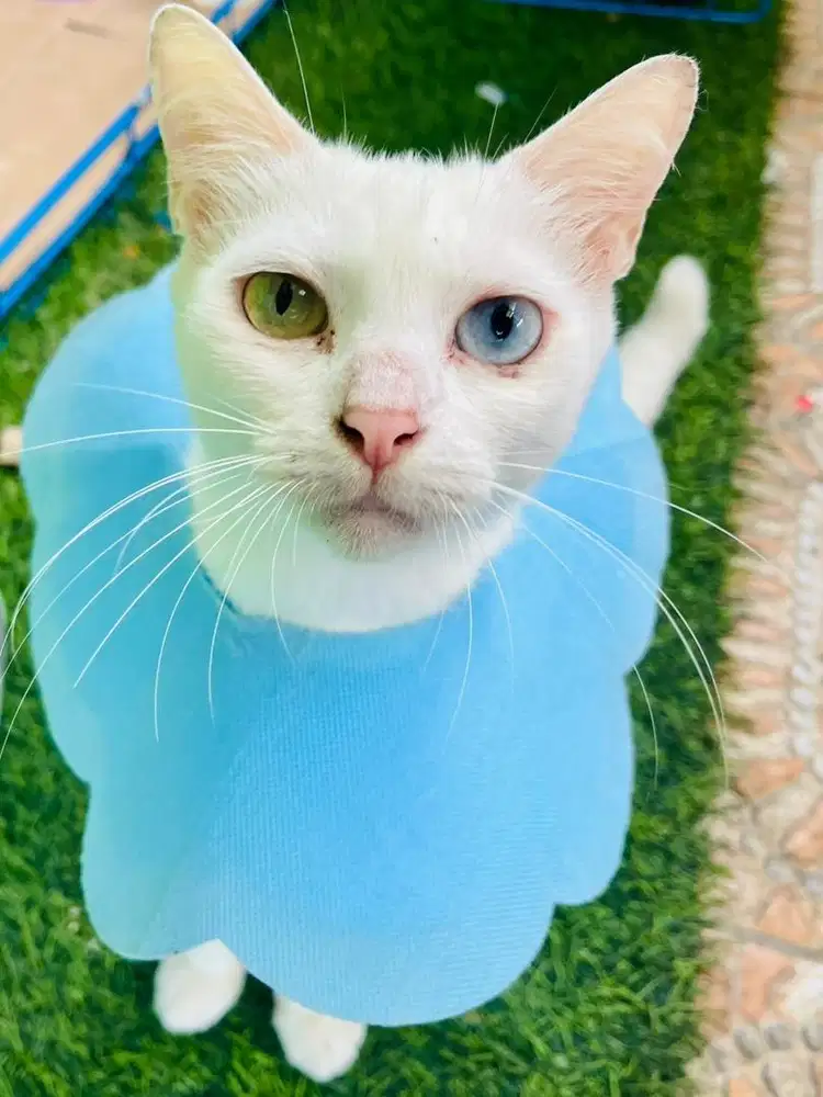 Kucing Mata Odd Eye betina sudah steril karakter super manja