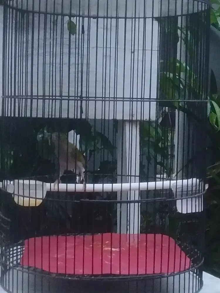 Burung pijantung gunung