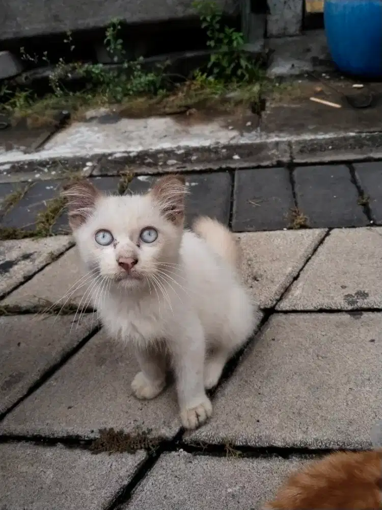 Sale kucing warna putih imut lucu