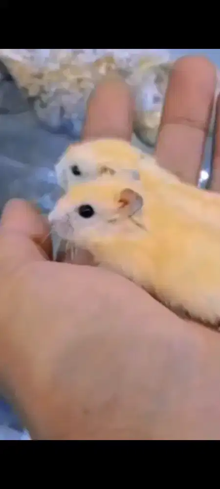 Hamster Winter White Golden