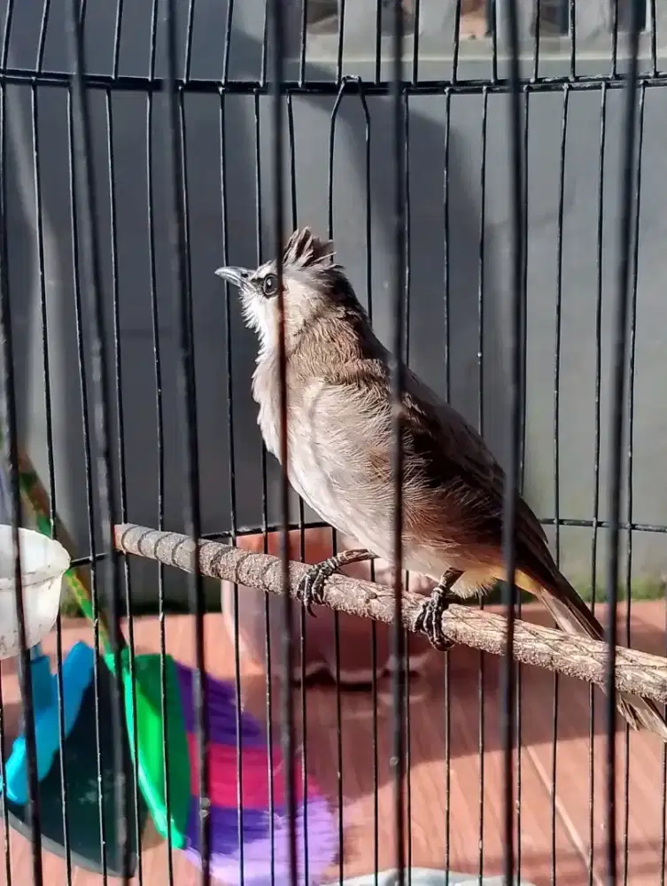 Jual burung trucuk ropel garuda