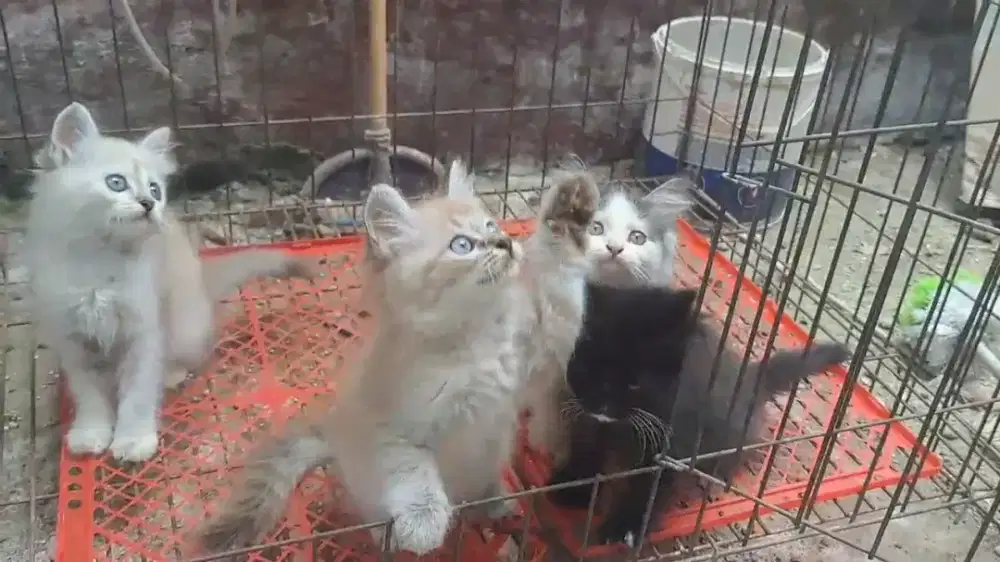 Kitten/Himalaya/Kitten Himalaya/Kitten Persia/Persia/Flatnose/Peaknose
