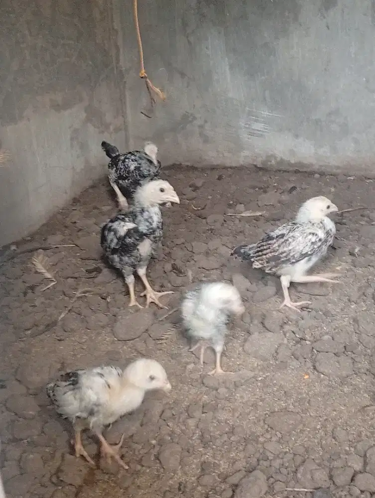 Anakan ayam Indio gigante 2 bulan