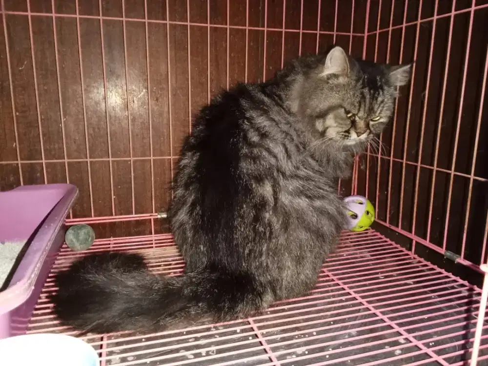 Dicari pembantu rumah tangga