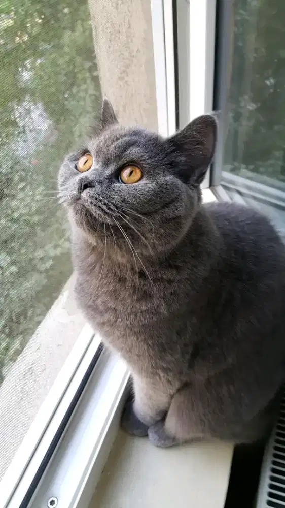 Bsh Female 1thn+