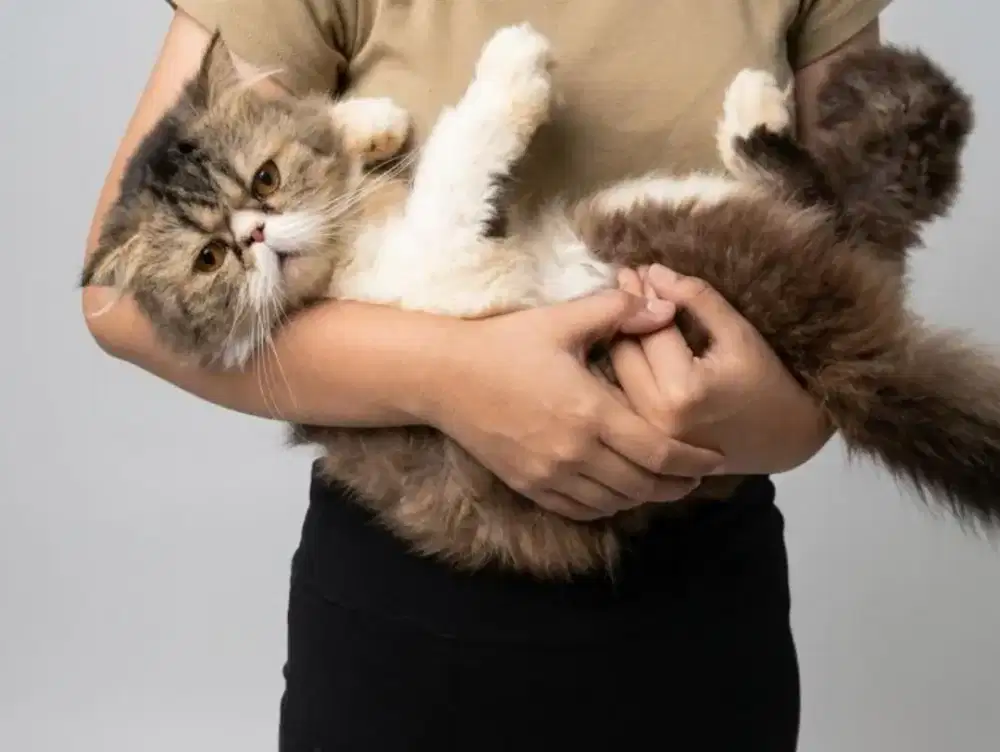 Persia peaknose